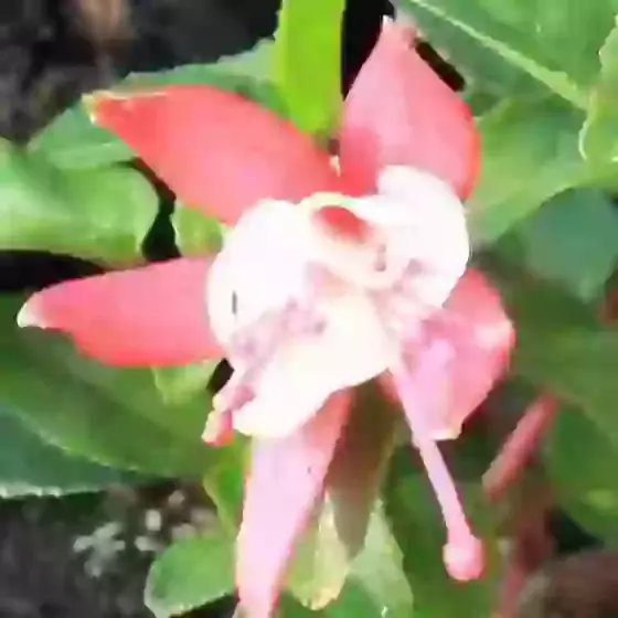 Fuchsia Snowcap